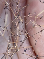 Oxytheca dendroidea dendroidea