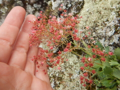 Micranthes punctata