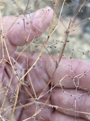 Oxytheca dendroidea dendroidea