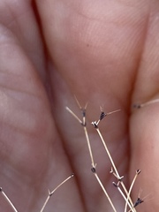 Oxytheca dendroidea dendroidea