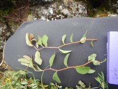 Spiraea beauverdiana