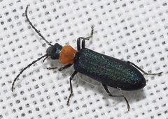 Ischnomera xanthoderes