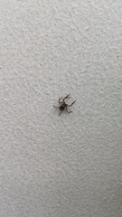 Menemerus bivittatus