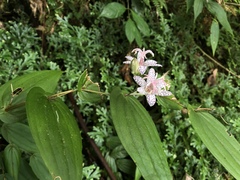 Tricyrtis suzukii