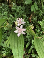 Tricyrtis suzukii