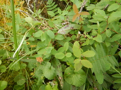 Spiraea beauverdiana