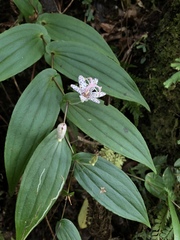 Tricyrtis suzukii
