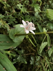 Tricyrtis suzukii