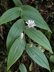 Tricyrtis suzukii
