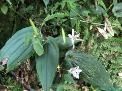Tricyrtis suzukii