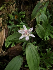Tricyrtis suzukii