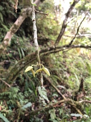 Dendrobium chameleon