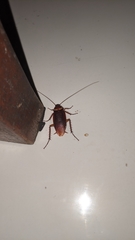 Periplaneta americana