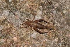 Aphonoidini