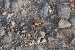 Artoriopsis