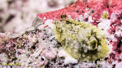 Dendrodoris coronata