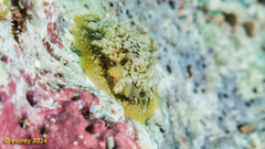 Dendrodoris coronata