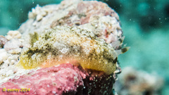 Dendrodoris coronata