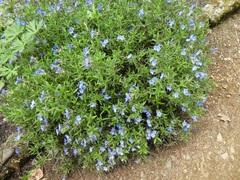 Glandora diffusa