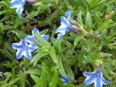 Glandora diffusa