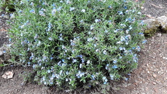 Glandora diffusa