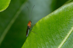 Oedemopsini
