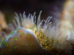 Antennella