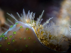 Antennella