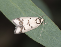 Compsotropha selenias