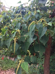 Homalanthus populifolius