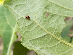 Brachiacantha decora