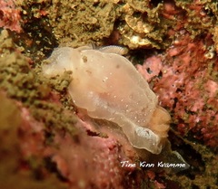 Goniodoris nodosa