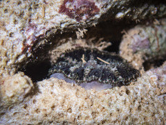 Rhodactis bryoides