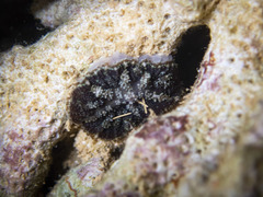 Rhodactis bryoides