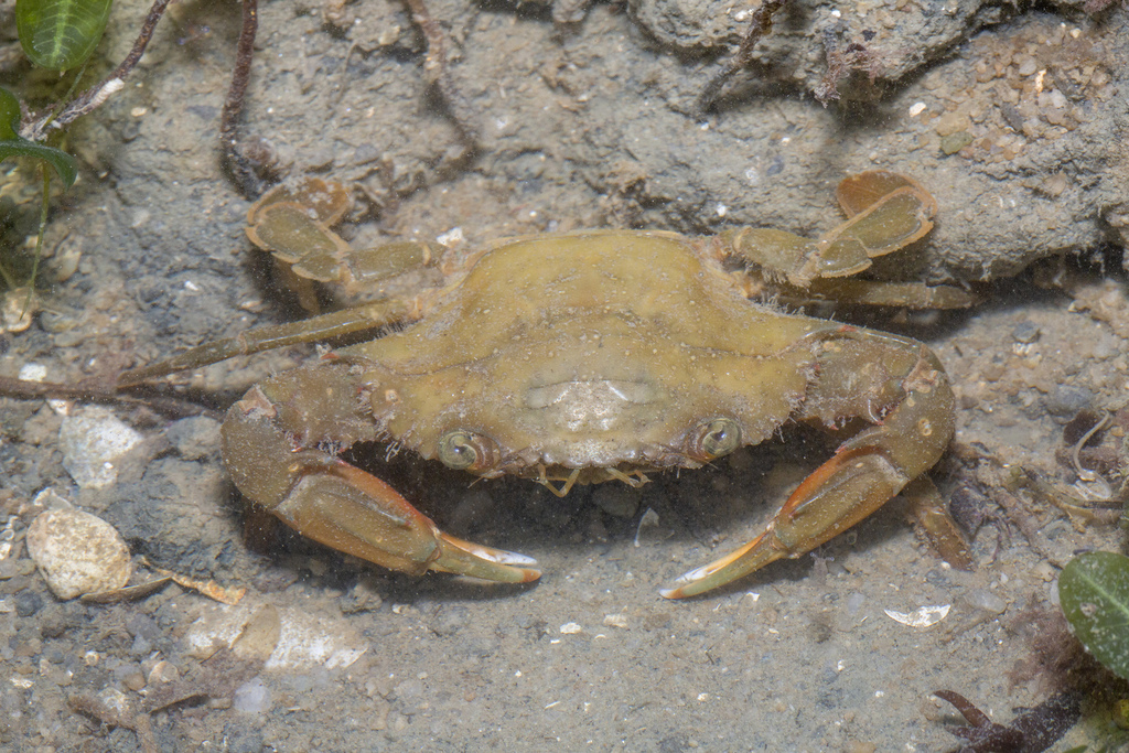 Orange-Clawed Swimming Crab