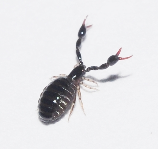 Olpium pallipes