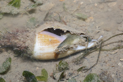 Laevistrombus canarium