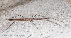Maculonecroscia shukayi