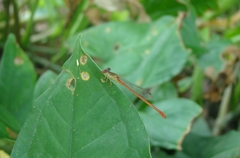 Telebasis digiticollis