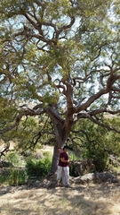 Quercus × macdonaldii