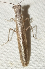 Perlamantis alliberti