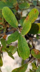 Quercus × macdonaldii