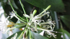 Dracaena surculosa