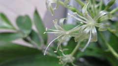Dracaena surculosa