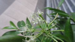 Dracaena surculosa