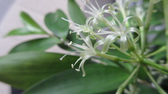 Dracaena surculosa
