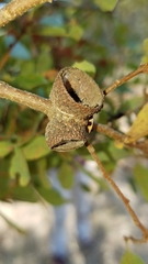 Quercus × macdonaldii