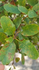 Quercus × macdonaldii