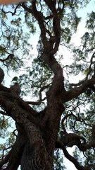 Quercus × macdonaldii