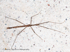 Maculonecroscia shukayi
